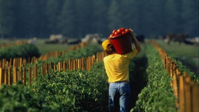 Vacante agrícola en Estados Unidos ofrece 35 mil pesos mensuales a trabajadores mexicanos